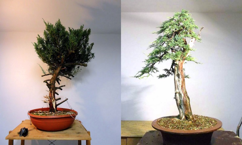 bonsai alakitas elotte utana jan culek akira bonsai muhely bonsai before after